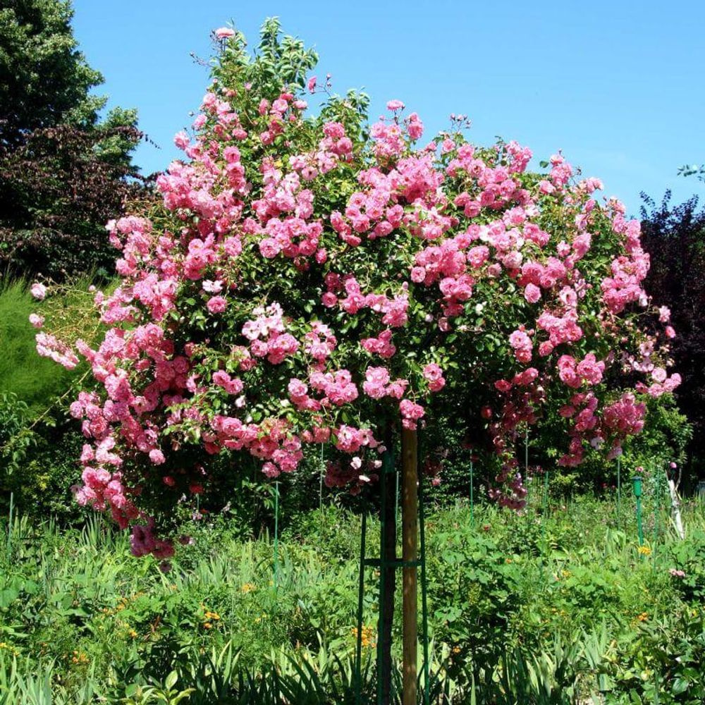 Rosier 'queen elizabeth' - | Truffaut