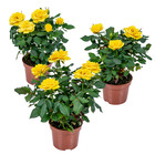 3x pot rose jaune - rosa – plante de terrasse & d'intérieur – ⌀12cm – ↕20-30cm