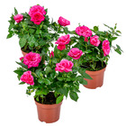 3x pot rose rose - rosa – plante de terrasse & d'intérieur – ⌀12cm – ↕20-30cm