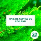 20 cyprès de leyland (cupressocyparis leylandii) - haie de cyprès de leyland - 20 jeunes plants : taille 20/40cm