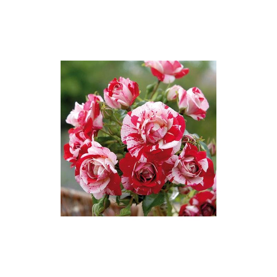 Excentrique® evexcen - conteneur 5 l