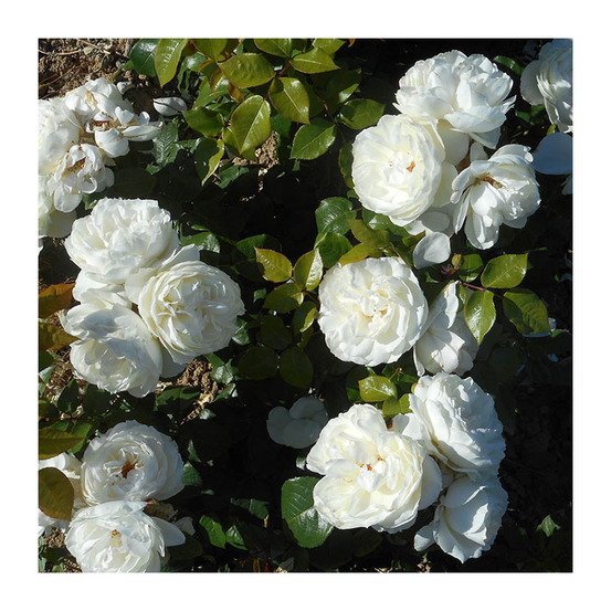 Azay le rideau® evejarah - conteneur 5 l