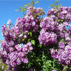 Purple skyliner® franwekpurp - racines nues