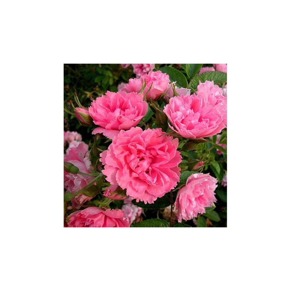 Pink grootendorst - racines nues