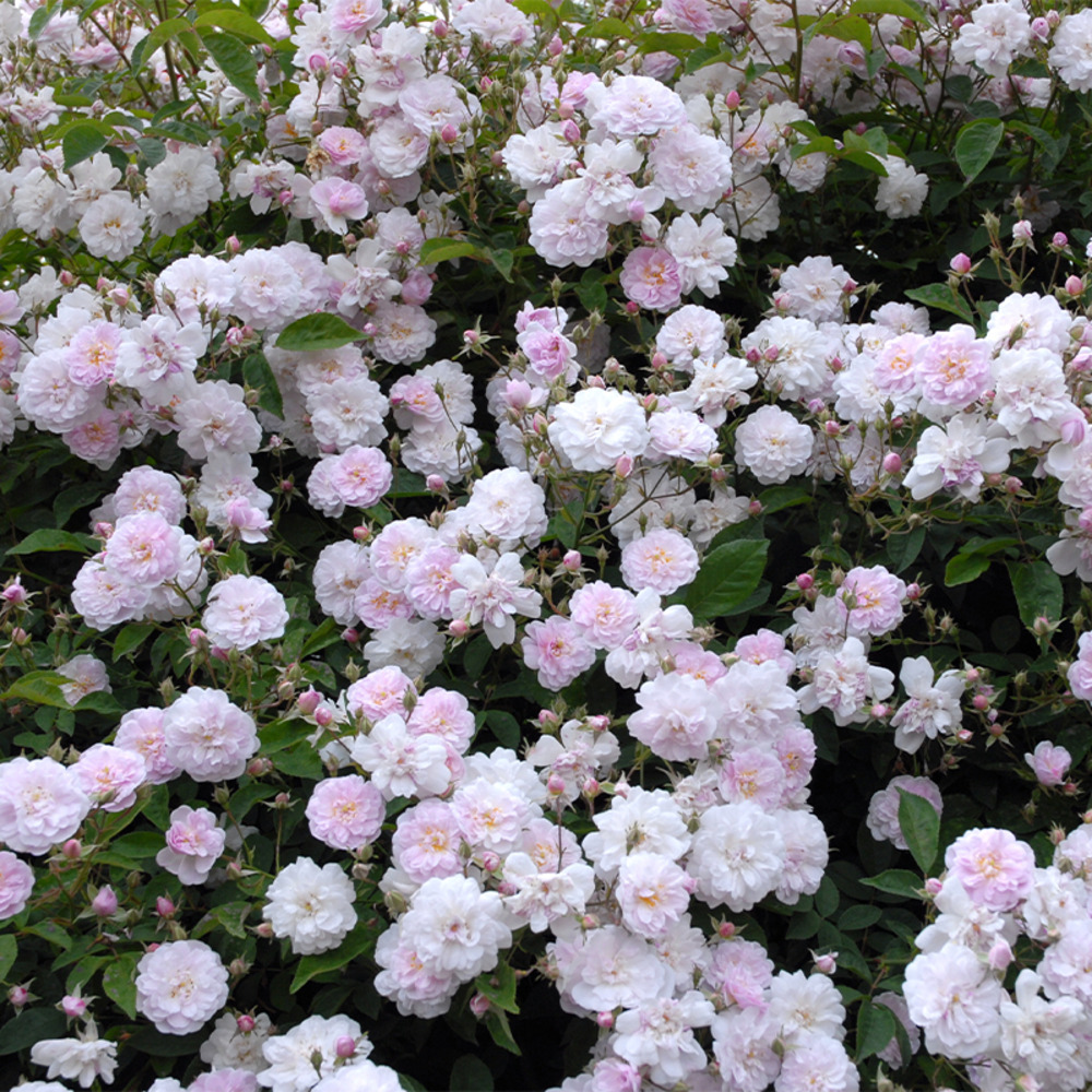Paul's himalayan musk - racines nues