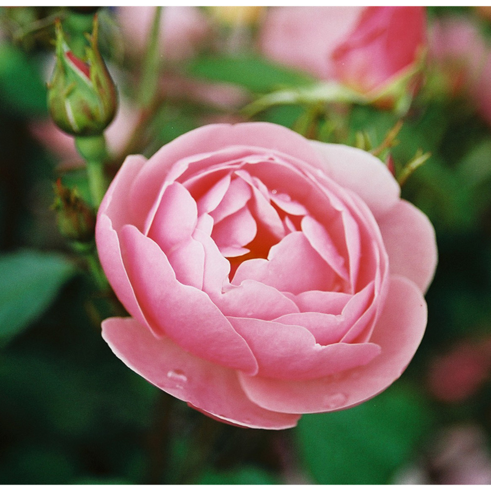 Raubritter - racines nues - racines nues