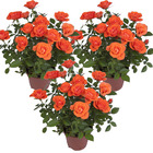3x pot rose orange – rosa - patio & plante d'intérieur – ⌀12cm – ↕20-30cm