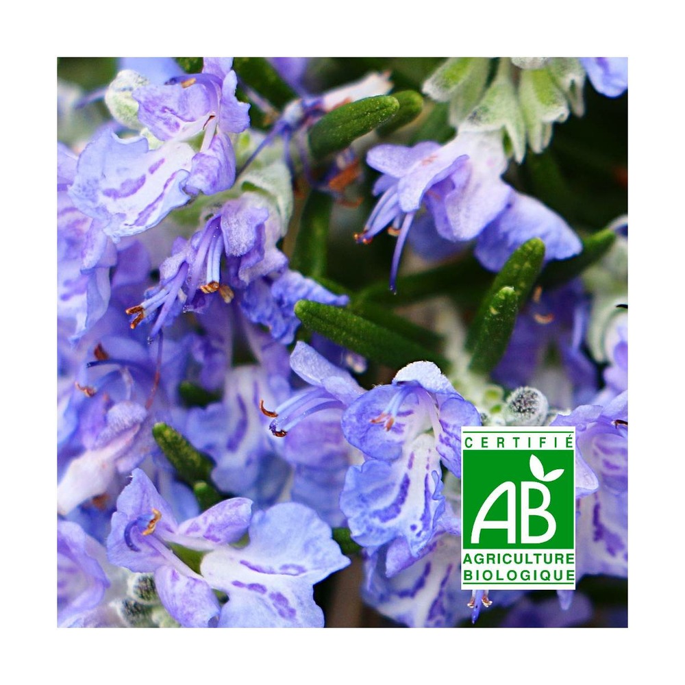 Romarin sappho - sans traitement lot de 9 godets