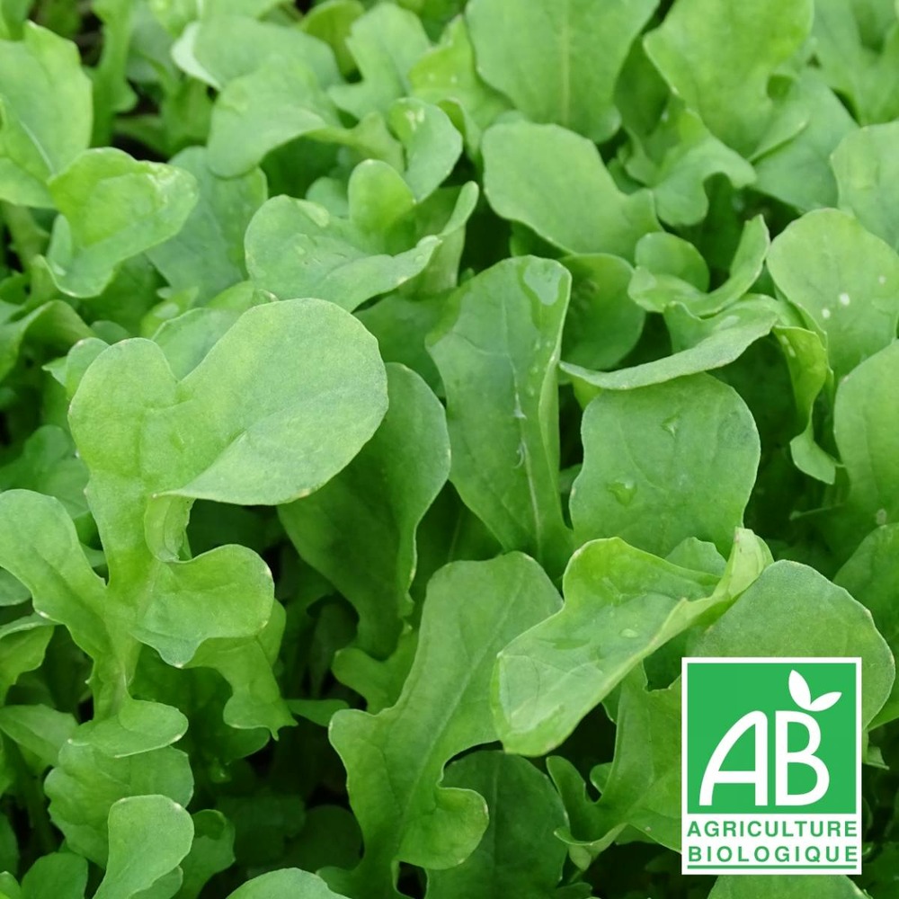 Roquette cultivée bio/eruca vesicaria subsp. Sativa[-]lot de 5 godets