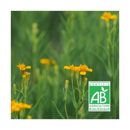 Estragon du mexique - sans traitement lot de 3 godets