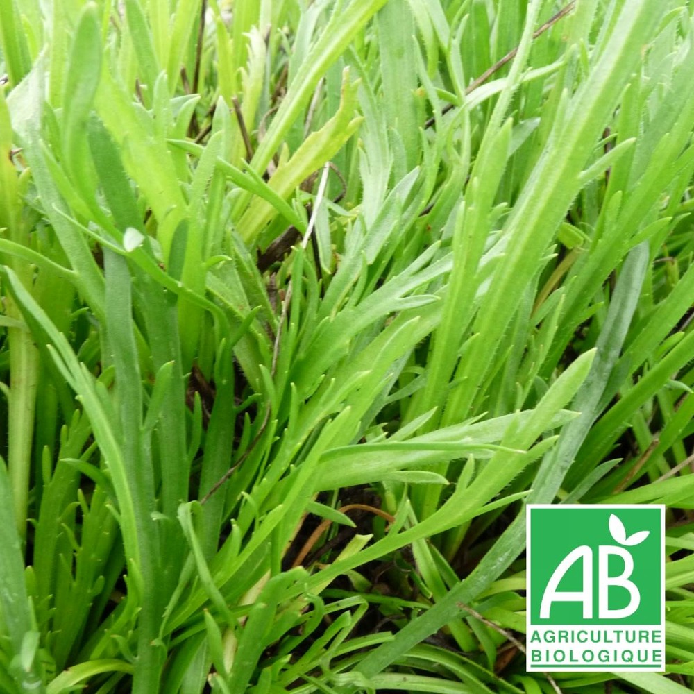 Plantain corne de cerf - sans traitement lot de 5 godets