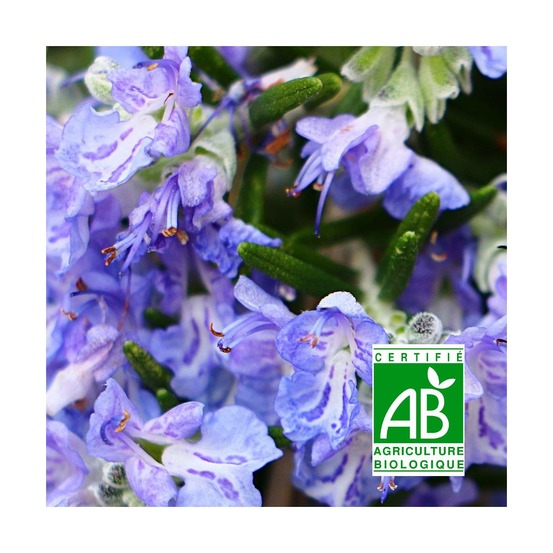 Romarin sappho - sans traitement lot de 3 godets