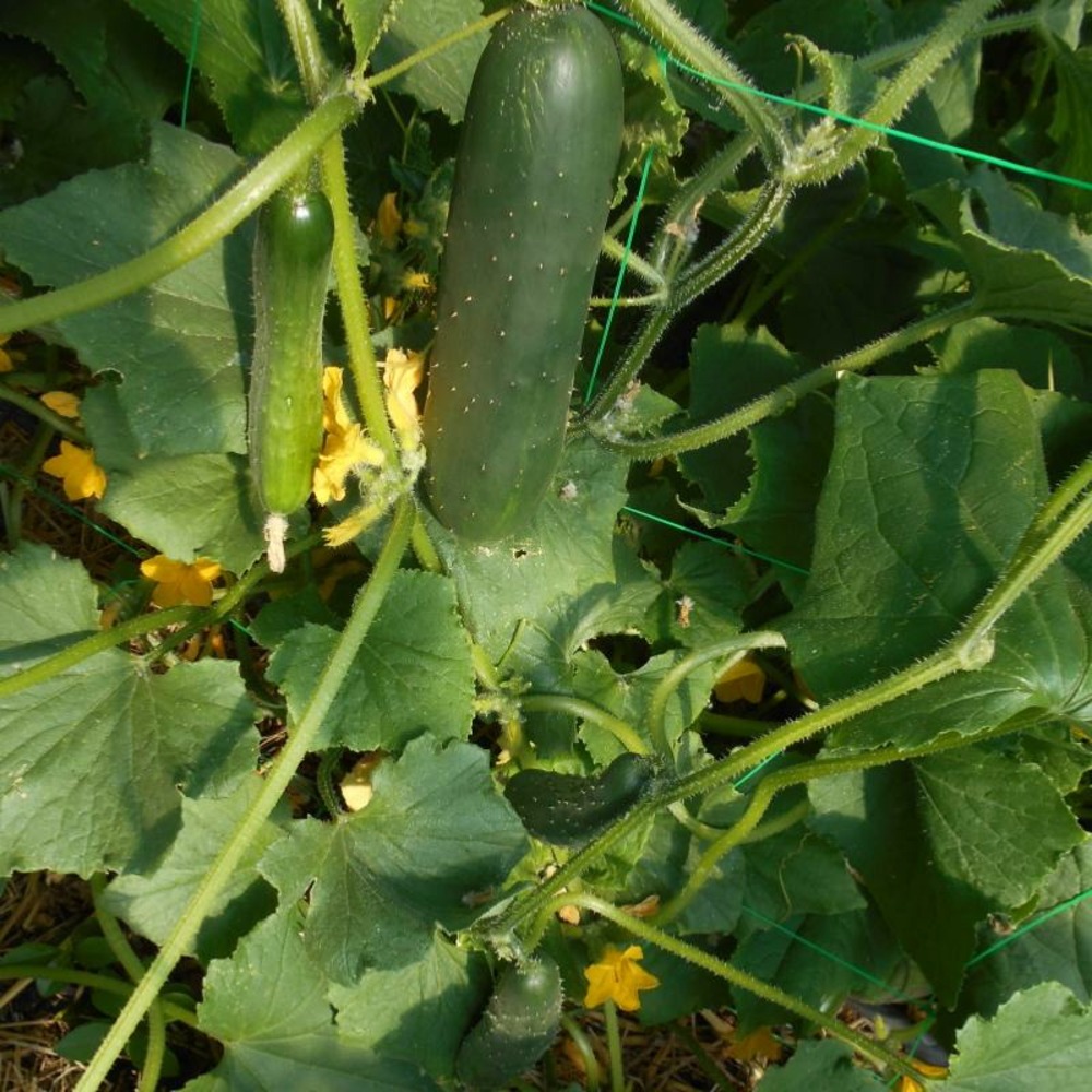 Plant de concombre le généreux bio - lot de 4