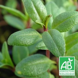 Semi di santoreggia (satureja hortensis Semi di santoreggia (satureja hortensis