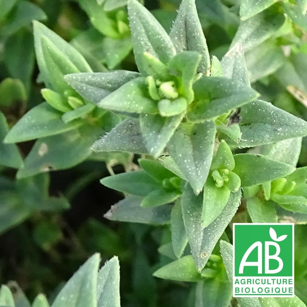 Micromérie grecque - sans traitement lot de 5 godets