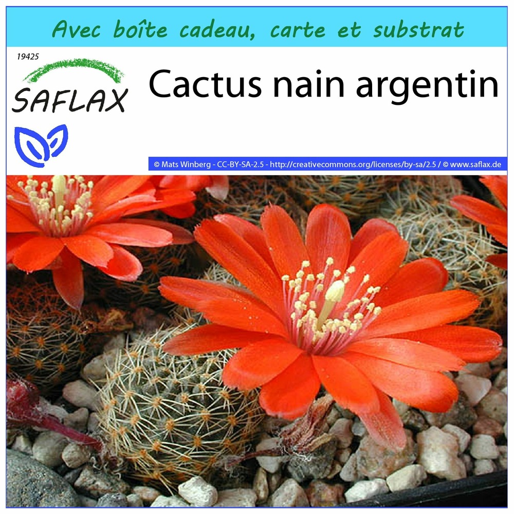 Ensemble-cadeau - cactus nain argentin - 40 graines - rebutia / mix