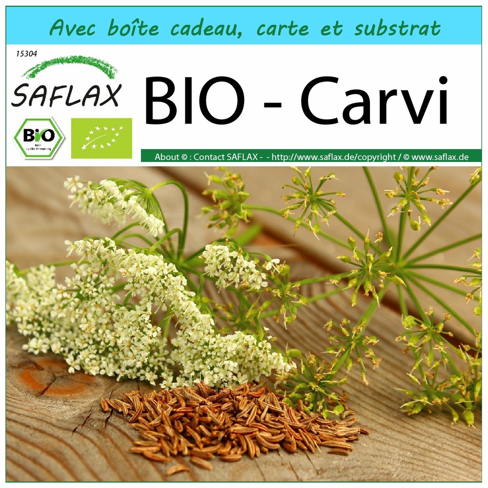 Ensemble-cadeau - bio - carvi - 800 graines - carum carvi