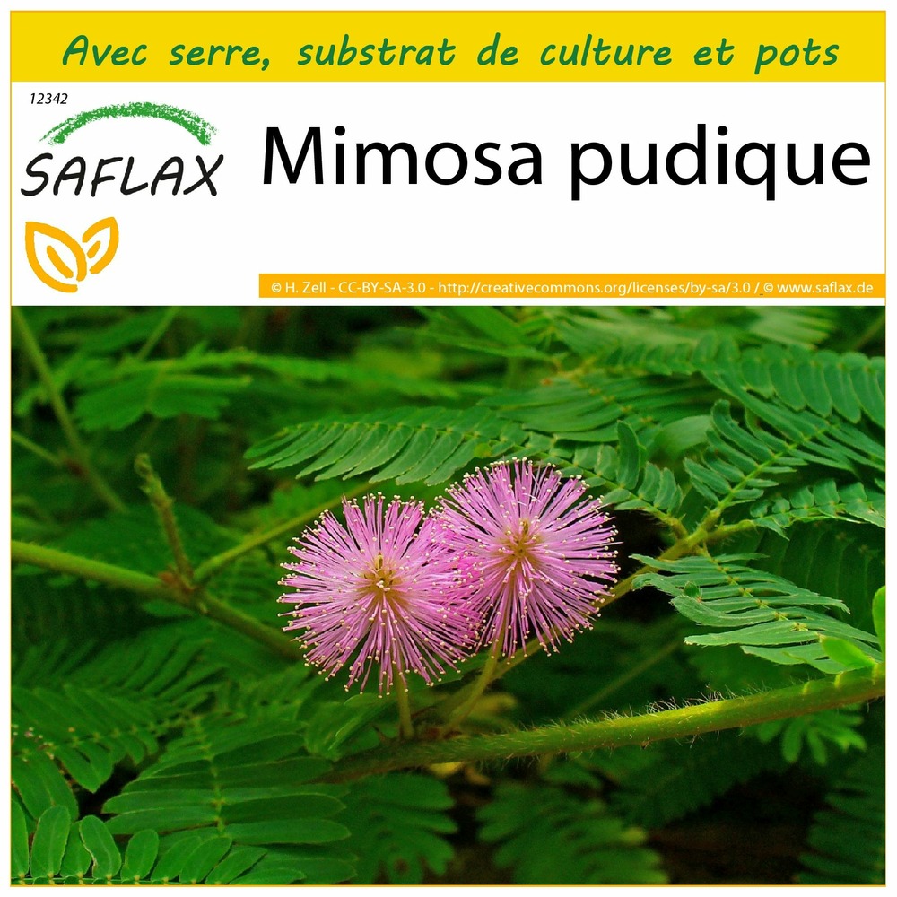 Ensemble de culture - mimosa pudique - 70 graines - mimosa pudica