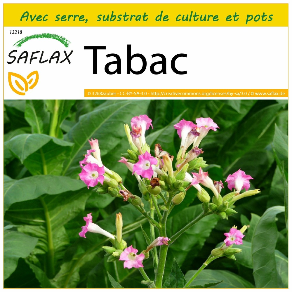 Ensemble de culture - tabac - 250 graines - nicotiana tabacum