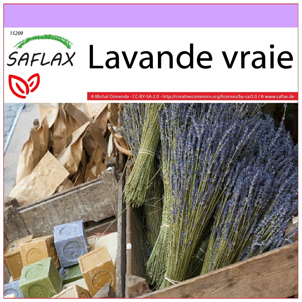 Lavande vraie - 150 graines - lavandula angustifolia