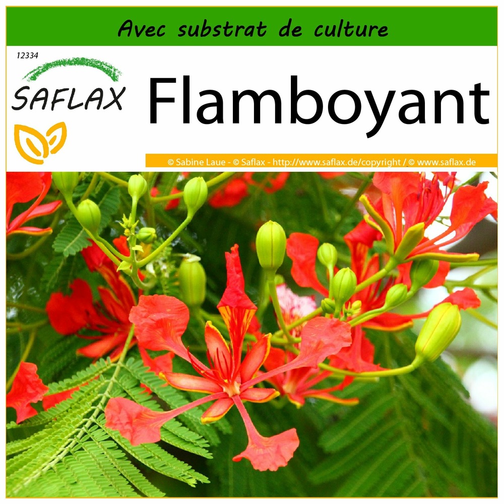 Flamboyant - 6 graines - avec substrat - delonix regia