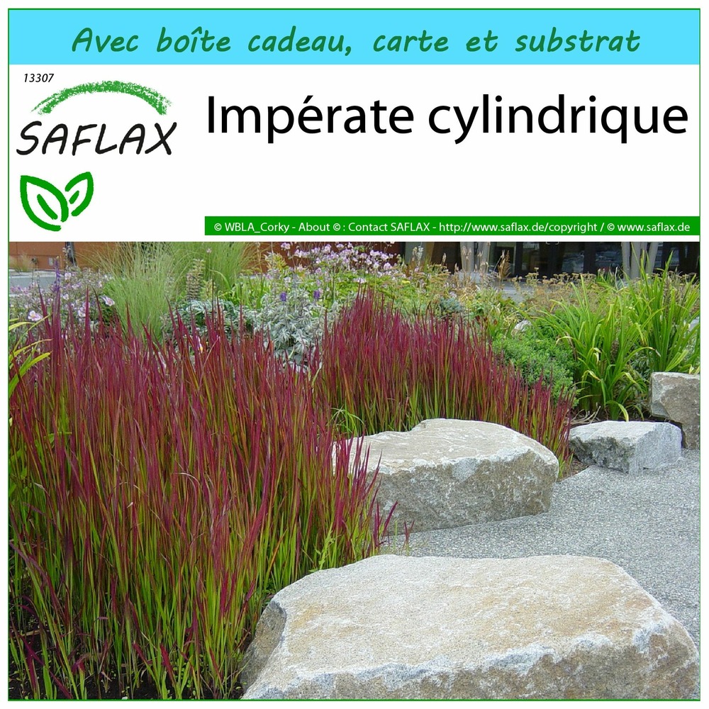Kit cadeau - impérate cylindrique - 50 graines  - imperata cylindrica