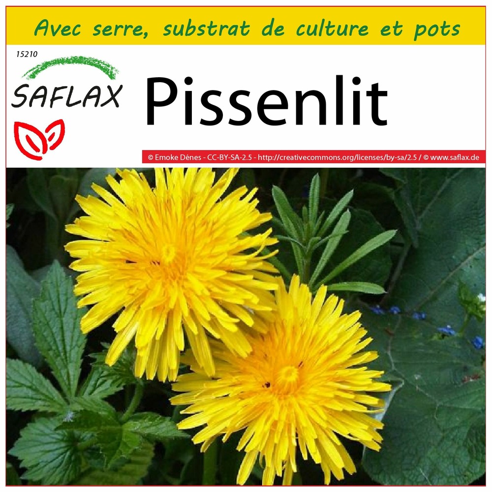 Ensemble de culture - pissenlit - 200 graines - taraxacum officinale