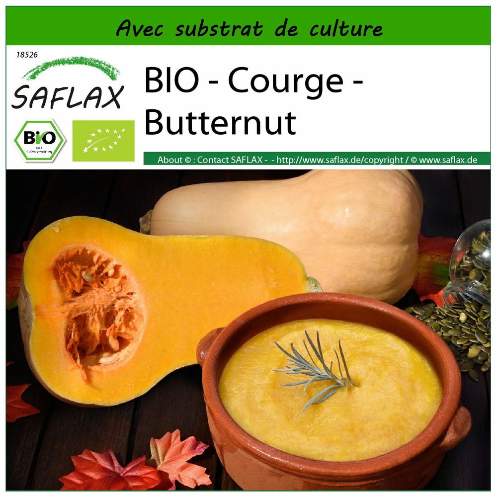 Bio - courge - butternut - 6 graines - avec substrat - cucurbita moschata