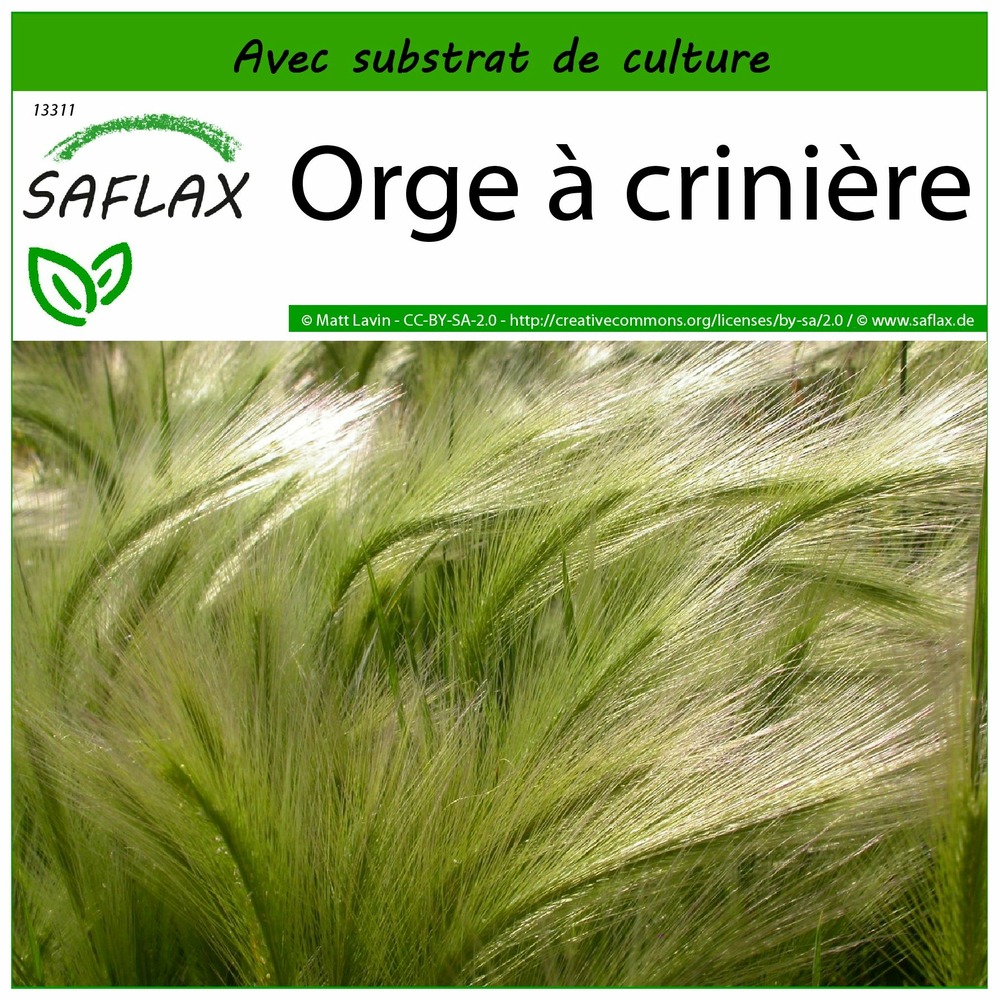Orge à crinière - 70 graines - avec substrat - hordeum jubatum