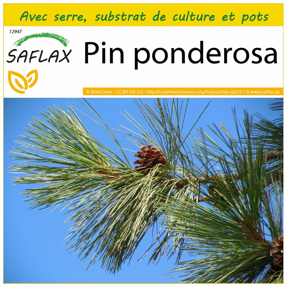 Ensemble de culture - pin ponderosa - 20 graines - pinus ponderosa