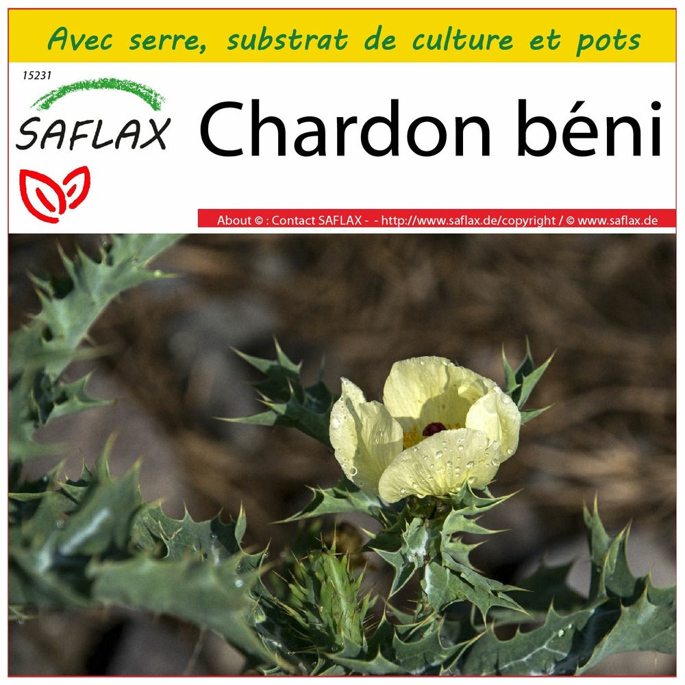 Ensemble de culture - chardon béni - 50 graines - cnicus benedictus