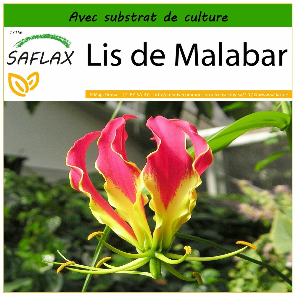 Lis de malabar - 15 graines - avec substrat - gloriosa rothschildiana