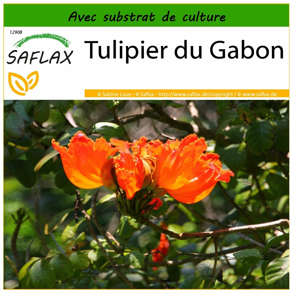 Tulipier du gabon - 30 graines - avec substrat - spathodea campanulata