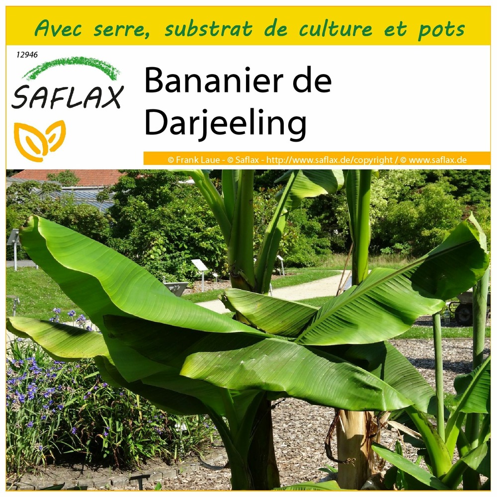 Ensemble de culture - bananier de darjeeling - 5 graines - musa sikkimensis