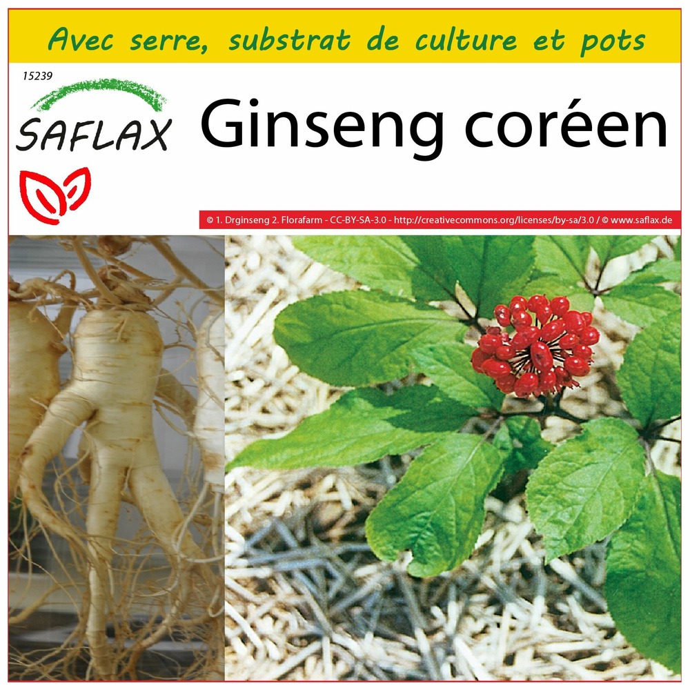 Ensemble de culture - ginseng coréen - 10 graines - panax ginseng