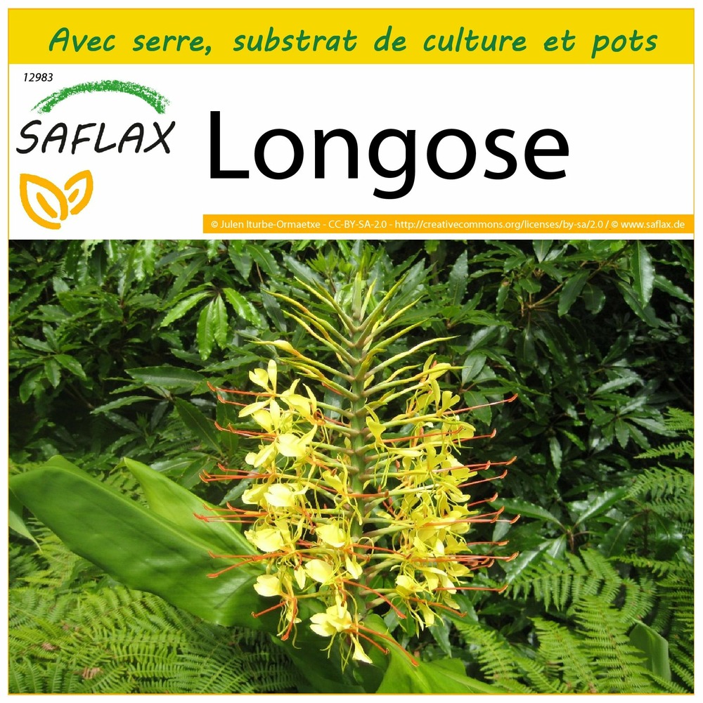 Ensemble de culture - longose - 10 graines - hedychum gardnerianum