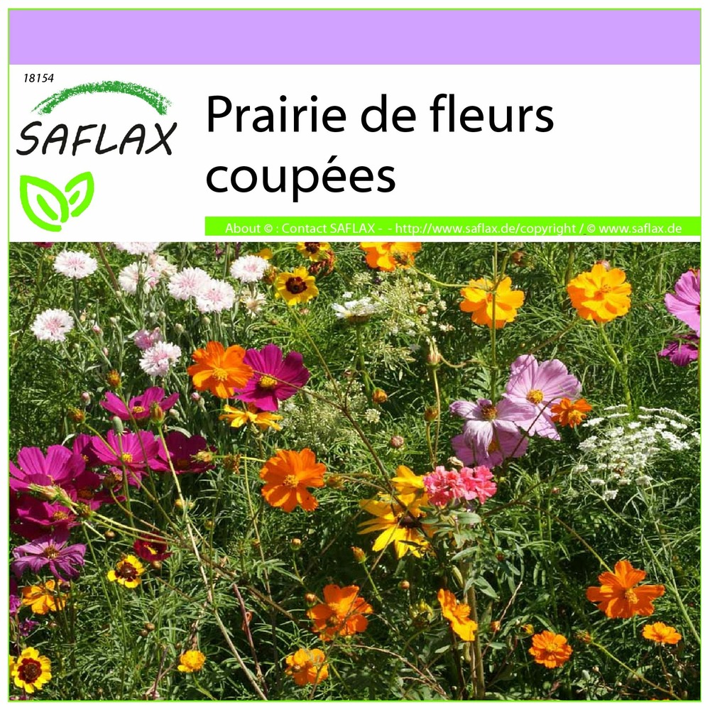 Prairie de fleurs coupées - 1000 graines - mix