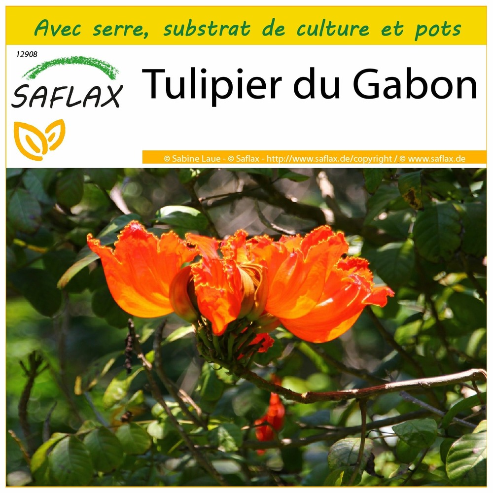 Ensemble de culture - tulipier du gabon - 30 graines - spathodea campanulata