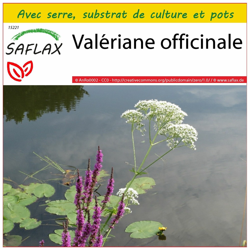Ensemble de culture - valériane officinale - 200 graines - valeriana officinalis