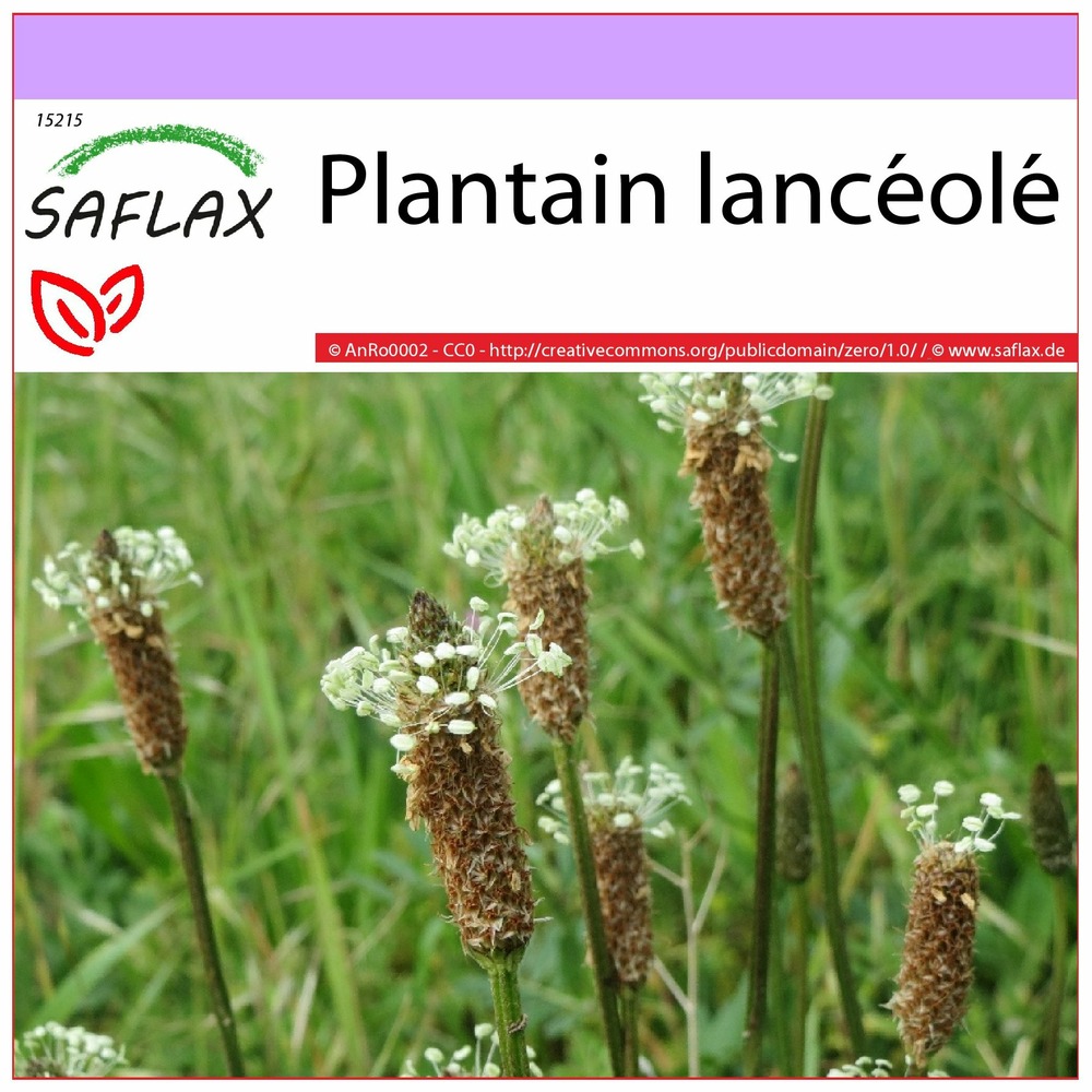 Plantain lancéolé - 100 graines - plantago lanceolata