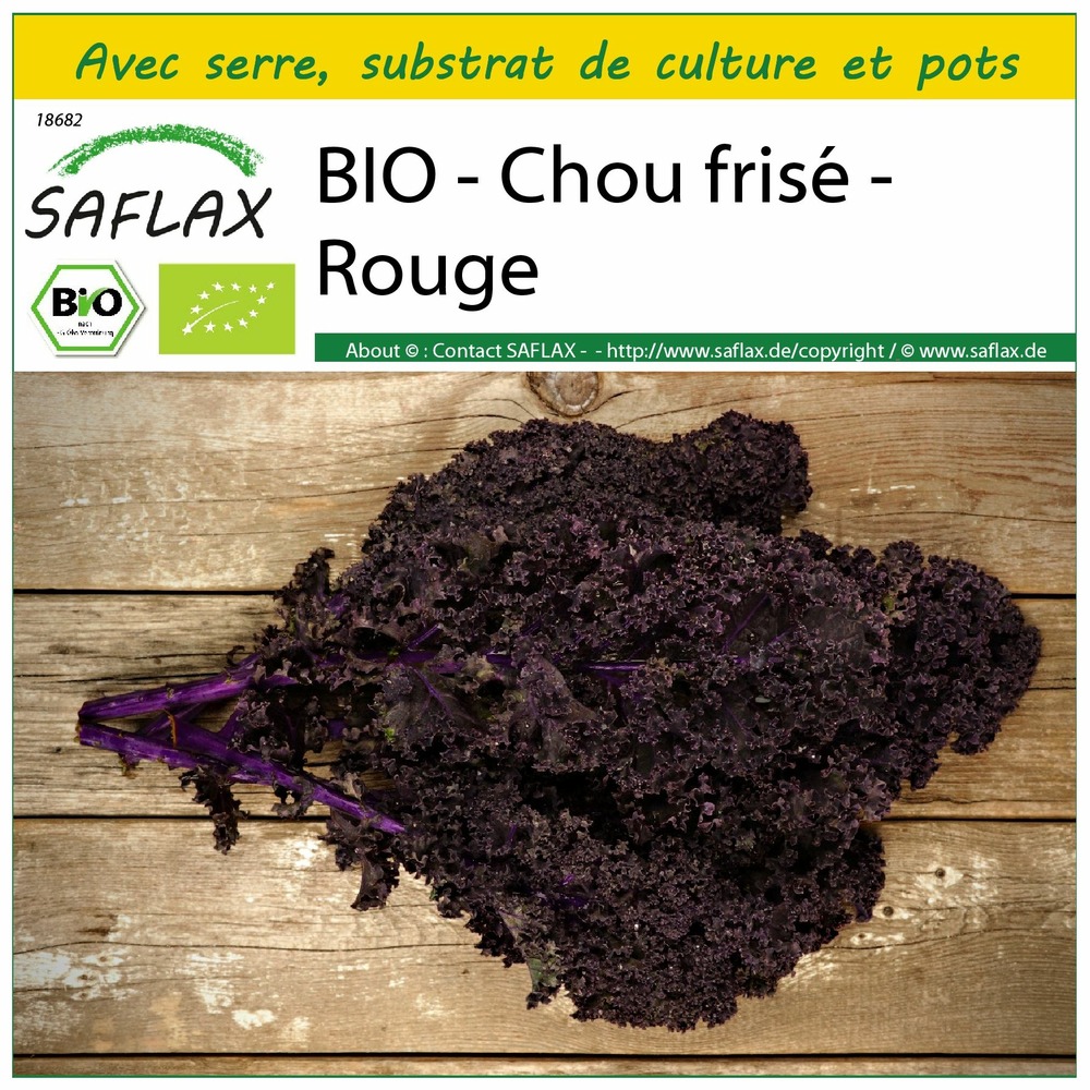Ensemble de culture - bio - chou frisé - rouge - 50 graines - brassica oleracea var. Sabellica