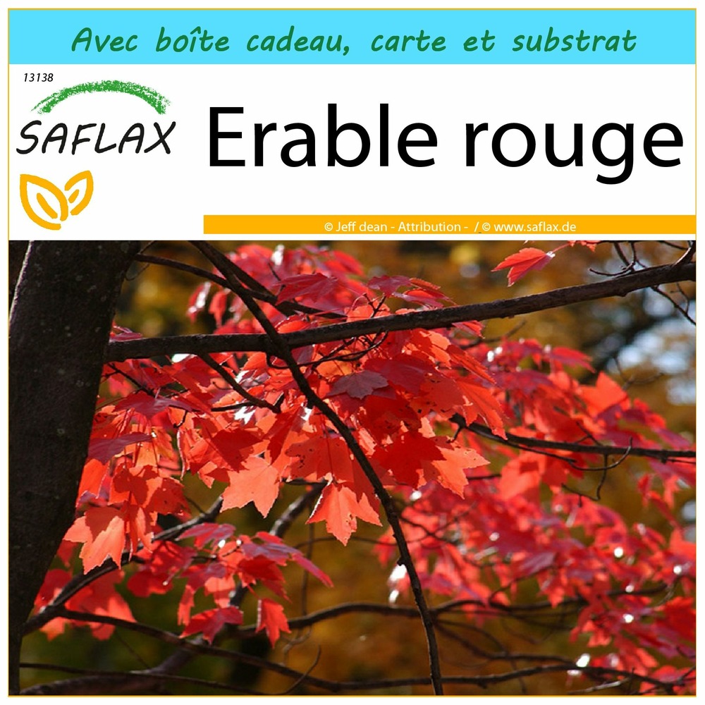 Ensemble-cadeau - erable rouge - 20 graines - acer rubrum