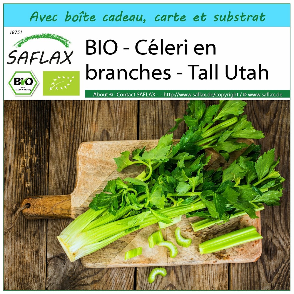 Ensemble-cadeau - bio - céleri en branches - tall utah - 500 graines - apium graveolens var. Dulce