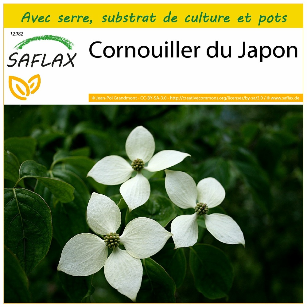 Ensemble de culture - cornouiller du japon - 30 graines - cornus kousa var. Chinensis