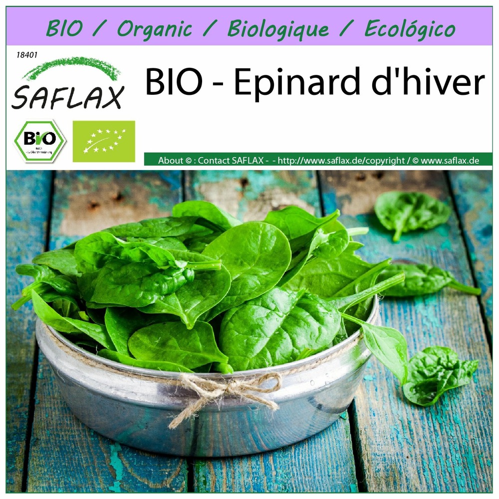 Bio - epinard d'hiver - 250 graines - spinacia oleracea