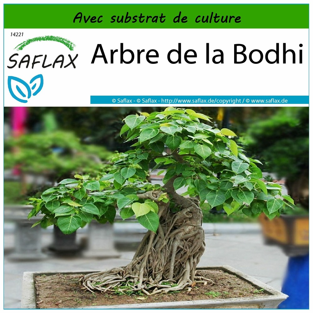Arbre de la bodhi - 100 graines - avec substrat - ficus religiosa