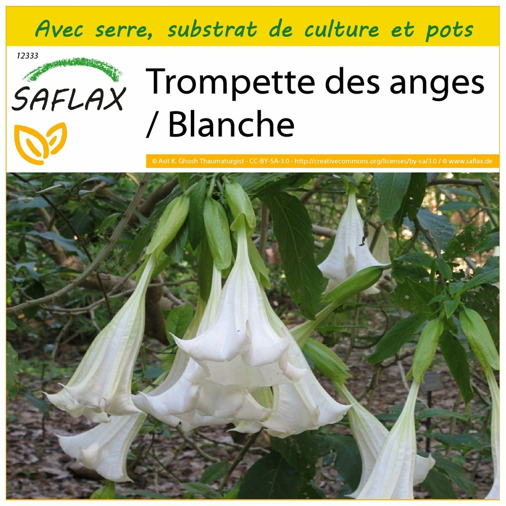 Ensemble de culture - trompette des anges / blanche - 10 graines - brugmansia suaveolens