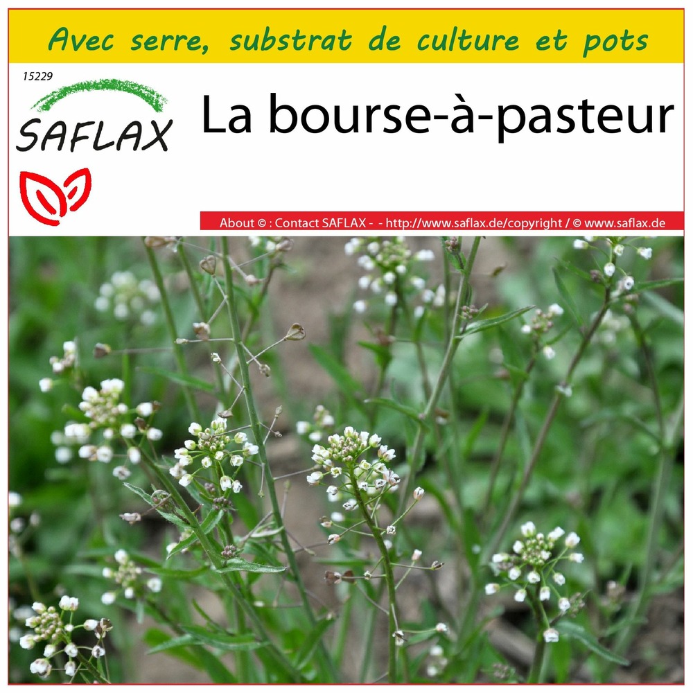 Ensemble de culture - la bourse-à-pasteur - 1000 graines - capsella bursa-pastoris