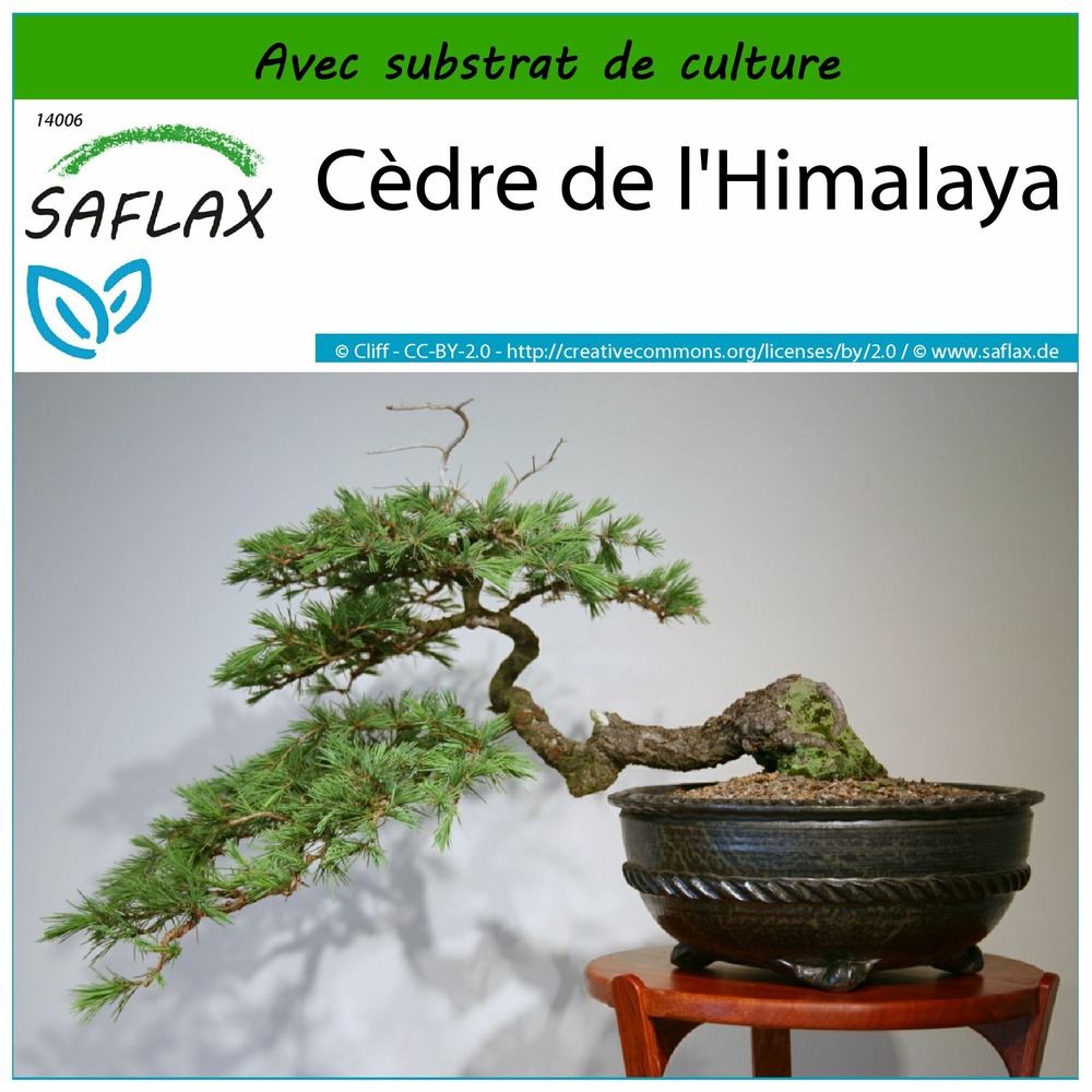 Cèdre de l'himalaya - 35 graines - avec substrat - cedrus deodara