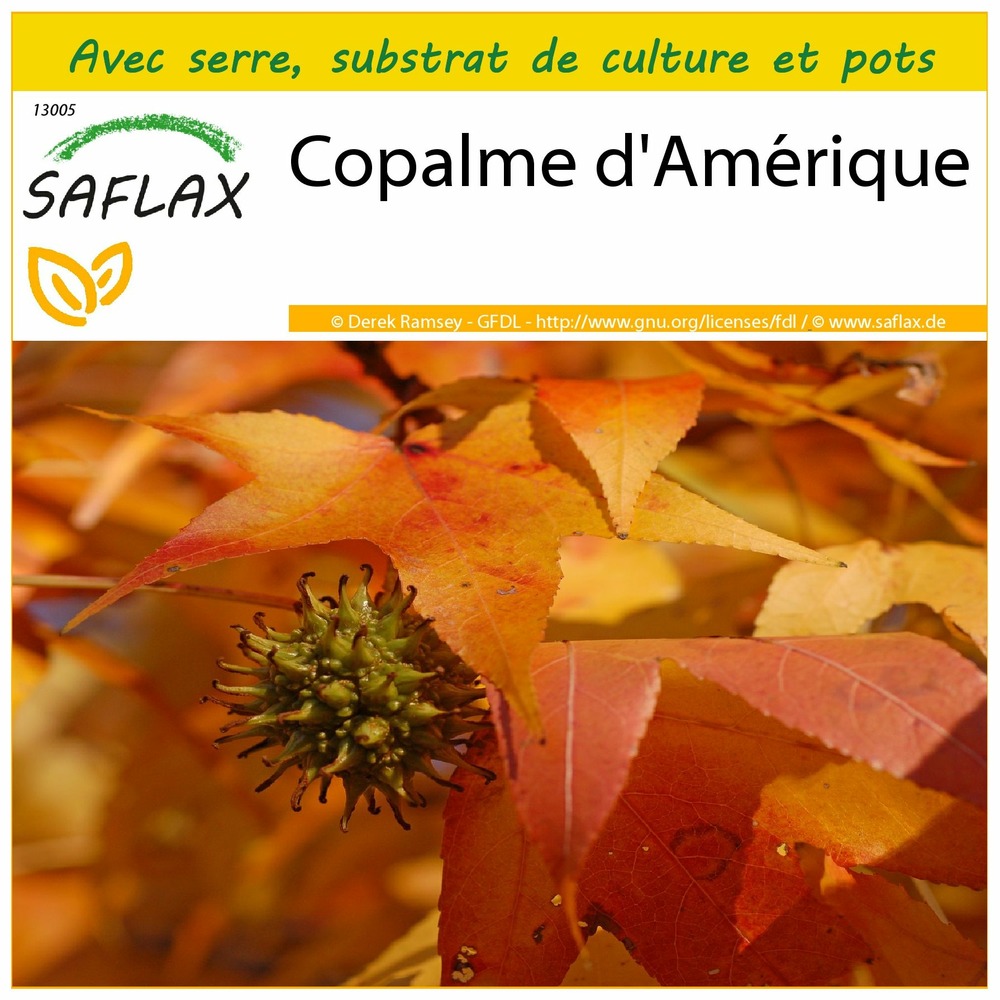 Ensemble de culture - copalme d'amérique - 100 graines - liquidamber styraciflua